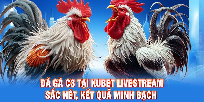 Đá gà c3 tại Kubet livestream sắc nét, kết quả minh bạch