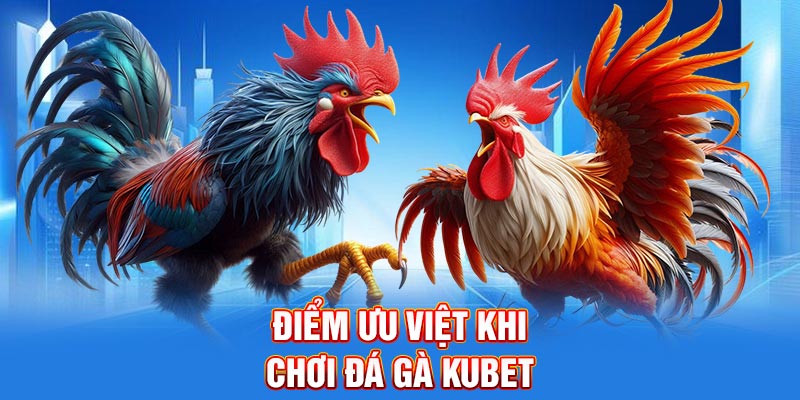 Điểm ưu việt khi chơi đá gà Kubet