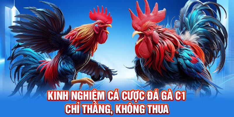 Kinh nghiệm cá cược đá gà C1 chỉ thắng, không thua