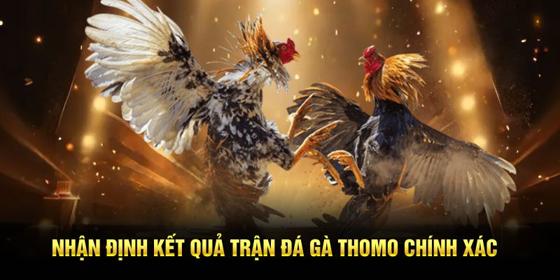 Nhận định kết quả trận đá gà Thomo chính xác