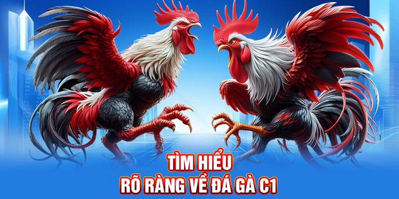 Tìm hiểu rõ ràng về đá gà C1